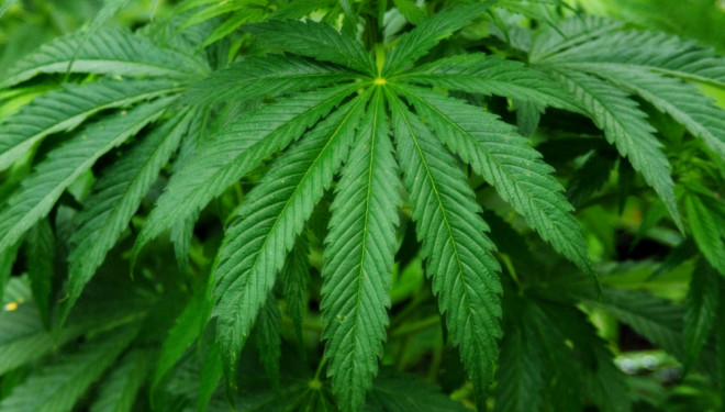 На Тернопільщині виявили “конопляну міні-ферму”