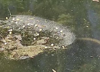 Тернопільський гідропарк “Топільче” атакували змії