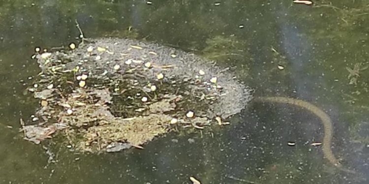 Тернопільський гідропарк “Топільче” атакували змії