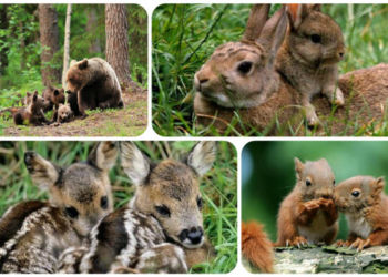 Ні жорсткому поводженню з тваринами: тернополянам на замітку
