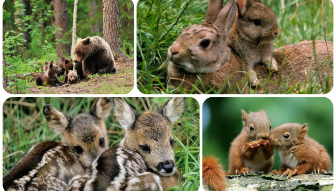 Ні жорсткому поводженню з тваринами: тернополянам на замітку