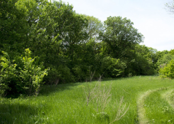 У Тернополі триває реалізація проєкту щодо збереження лісових насаджень