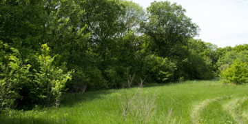 У Тернополі триває реалізація проєкту щодо збереження лісових насаджень