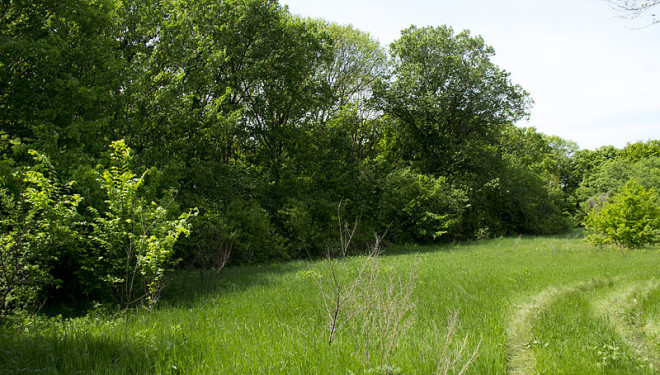 У Тернополі триває реалізація проєкту щодо збереження лісових насаджень