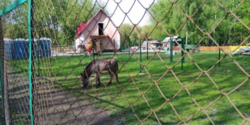 У зоокутку в парку «Топільче» з’являться 20 нових птахів