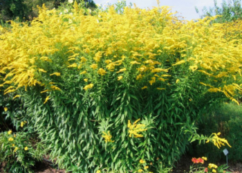 Жителям Тернопільщини не радять розводити золотушник канадський: це агресивний бур’ян, а не квіти