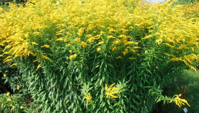 Жителям Тернопільщини не радять розводити золотушник канадський: це агресивний бур’ян, а не квіти