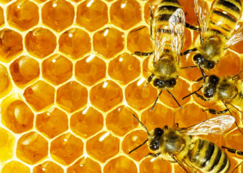 На Тернопільщині пройшов етнофестиваль бджільництва