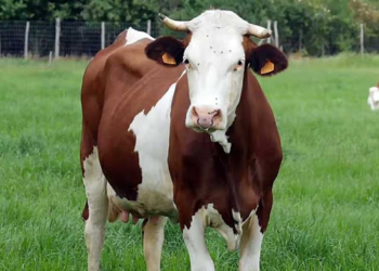 Садна, струс головного мозку та переламані ребра: на Тернопільщині корова мало не вбила 61-річну жінку