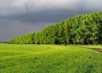 У Тернополі реалізовуватимуть новий екопроєкт по збереженню лісових насаджень