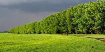 У Тернополі реалізовуватимуть новий екопроєкт по збереженню лісових насаджень