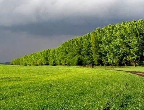 У Тернополі реалізовуватимуть новий екопроєкт по збереженню лісових насаджень