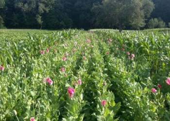 Спецоперація “Мак”: на Тернопільщині підбили проміжні підсумки