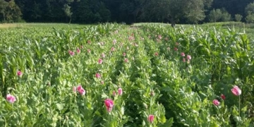 Спецоперація “Мак”: на Тернопільщині підбили проміжні підсумки