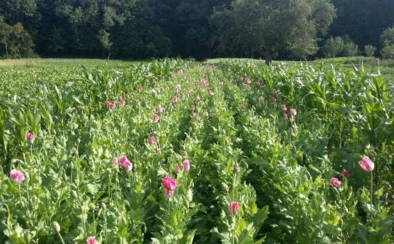 Спецоперація “Мак”: на Тернопільщині підбили проміжні підсумки