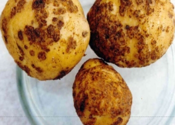 На Тернопільщині виявили золотисту картопляну нематоду