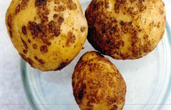 На Тернопільщині виявили золотисту картопляну нематоду