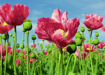 На Тернопільщині триває спецоперація “Мак”