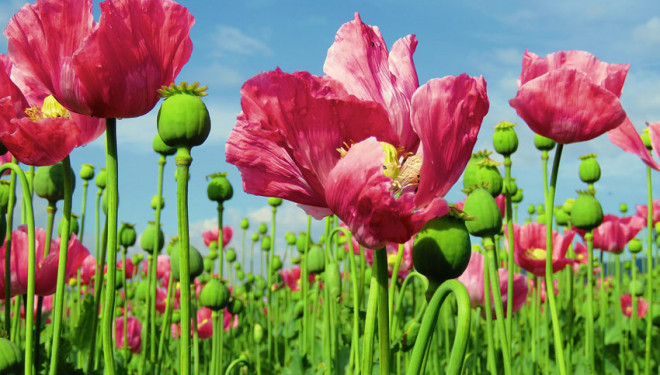 На Тернопільщині триває спецоперація “Мак”