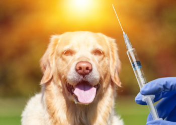 На Тернопільщині триває вакцинація тварин від сказу