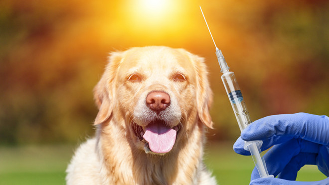 На Тернопільщині триває вакцинація тварин від сказу