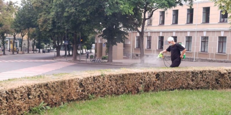 У Тернополі кущі обробляли від шкідників