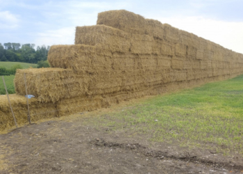 На Тернопільщині встановлять ще один патріотичний Національний рекорд України