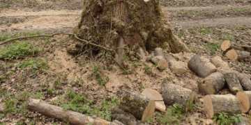 Самовільно зруйнував дерева: на Тернопільщині судитимуть чоловіка
