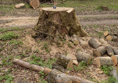 Самовільно зруйнував дерева: на Тернопільщині судитимуть чоловіка