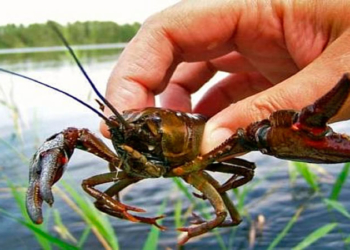 На Тернопільщині заборонено ловити раків