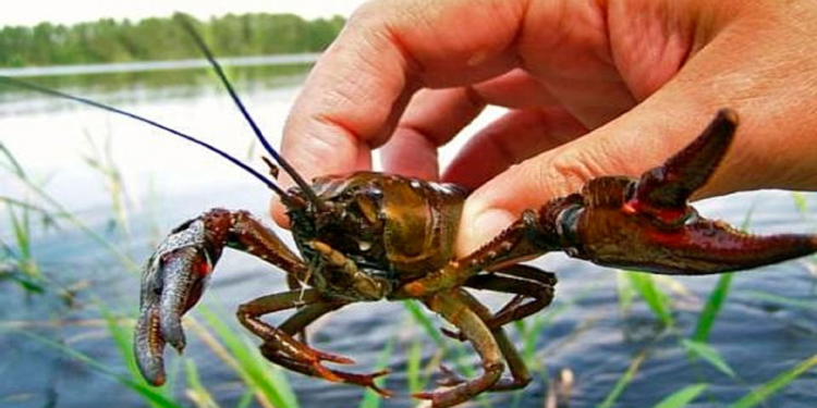 На Тернопільщині заборонено ловити раків