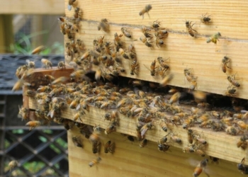 “Солодка дотація”: Тернопільські пасічники можуть отримати додаткові кошти