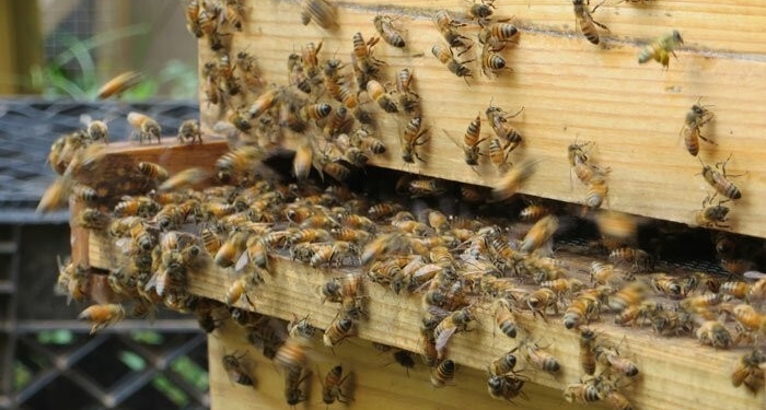 “Солодка дотація”: Тернопільські пасічники можуть отримати додаткові кошти
