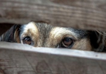 Житель Тернопільщини відповідатиме перед фемідою за жорстоке поводження із тваринами