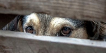 Житель Тернопільщини відповідатиме перед фемідою за жорстоке поводження із тваринами