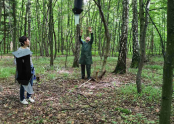 У тернопільських лісах шукали шкідливі організми