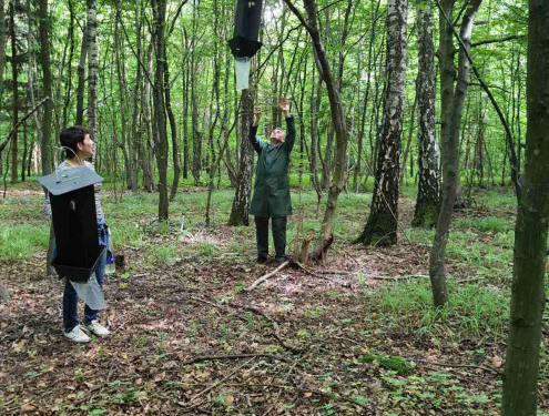 У тернопільських лісах шукали шкідливі організми