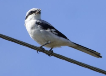 У заповіднику на Тернопільщині помітили рідкісного червонокнижного птаха (Фото)