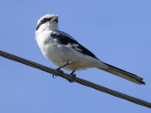 У заповіднику на Тернопільщині помітили рідкісного червонокнижного птаха (Фото)