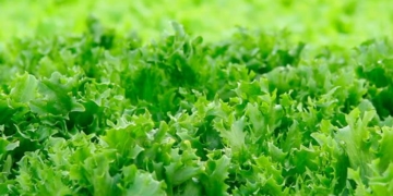 У Тернополі в імпортному вантажі виявили карантинний організм