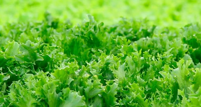 У Тернополі в імпортному вантажі виявили карантинний організм