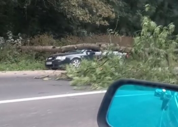 На Тернопільщині припаркований на узбіччі лісу автомобіль привалило деревом