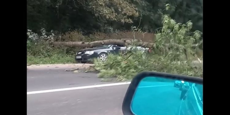 На Тернопільщині припаркований на узбіччі лісу автомобіль привалило деревом