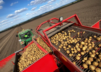 «Контінентал Фармерз Груп» збирає урожай картоплі