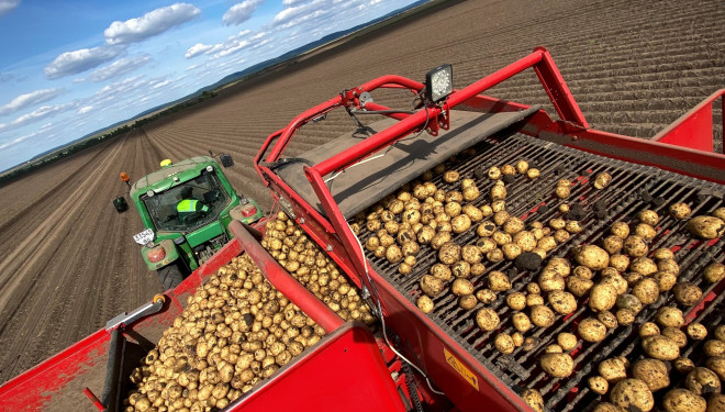 «Контінентал Фармерз Груп» збирає урожай картоплі