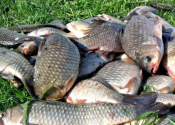 Тернопільським рибалкам на замітку: збільшено штрафи за вилов риби