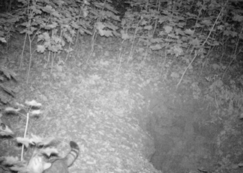 У природному заповіднику на Тернопільщині проживає унікальна та рідкісна тваринка