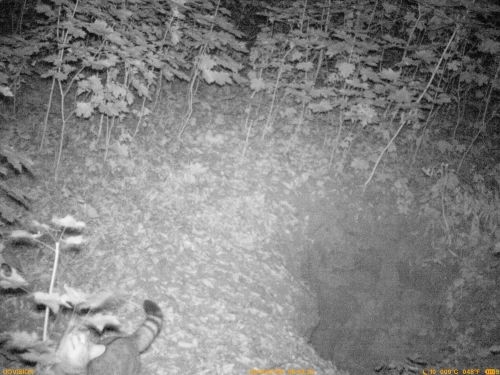 У природному заповіднику на Тернопільщині проживає унікальна та рідкісна тваринка