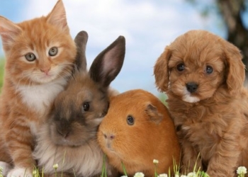 “Забіг з улюбленцем”: у Тернополі пройдуть цікаві змагання