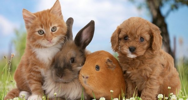 “Забіг з улюбленцем”: у Тернополі пройдуть цікаві змагання